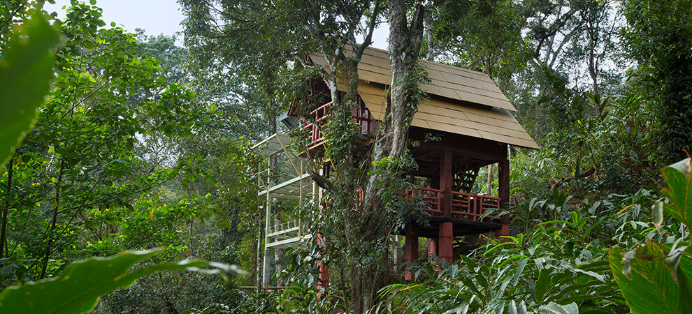 Bamboo Dale