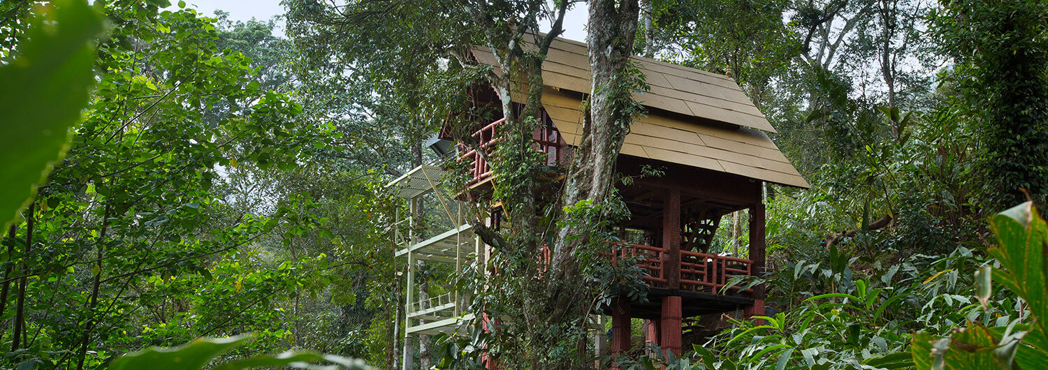 Bamboo Dale