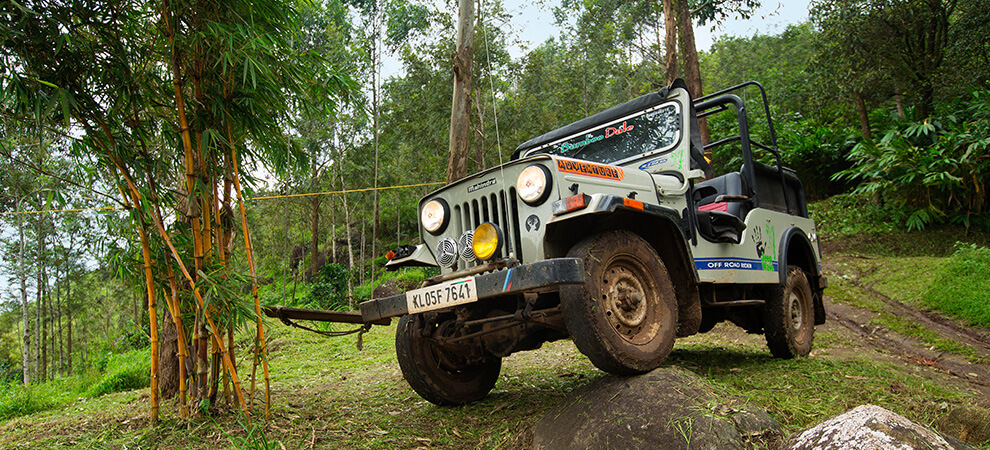 Bamboo Dale
