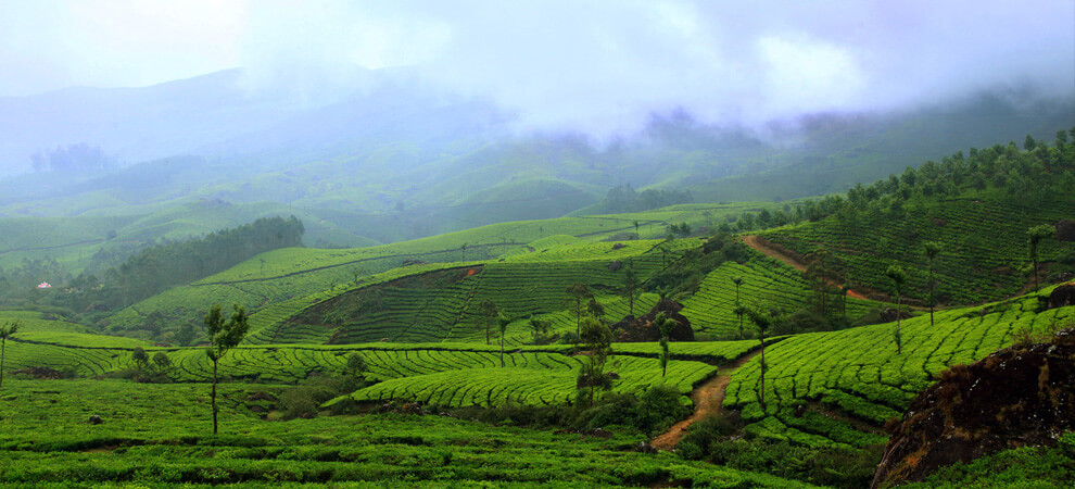 Bamboo Dale