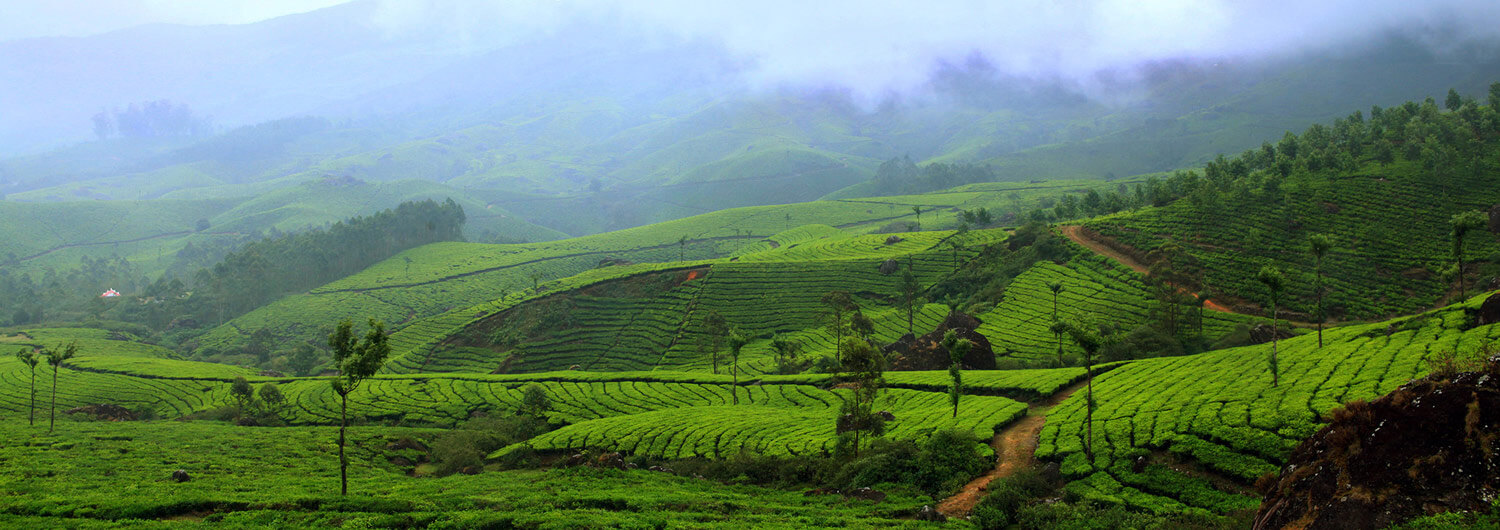 Bamboo Dale